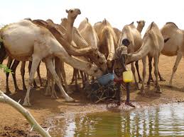 حمى الوادي المتصدع تتفشي في موريتانيا .. إصابات ووفيات&nbsp;(…)